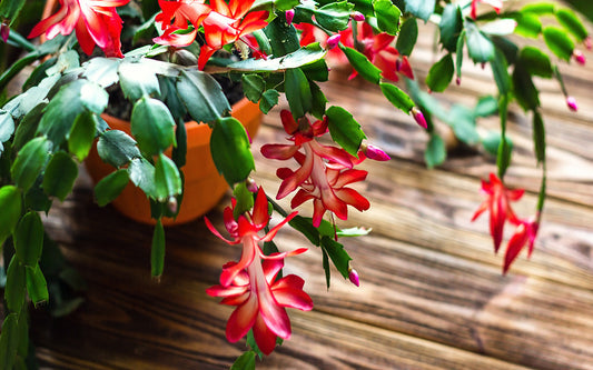 10 Plant Care Practices for a Peaceful Holiday Season